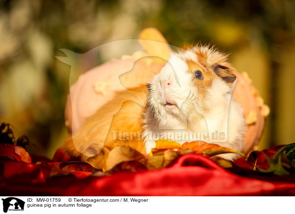 Meerschweinchen im Herbstlaub / guinea pig in autumn foliage / MW-01759