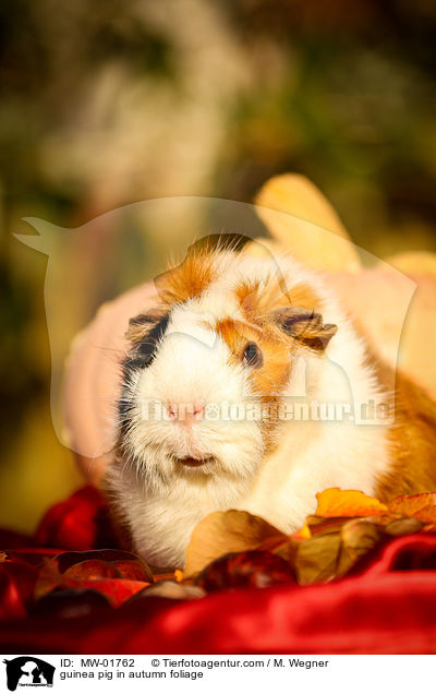Meerschweinchen im Herbstlaub / guinea pig in autumn foliage / MW-01762