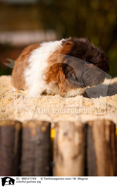 buntes Meerschweinchen / colorful guinea pig / MW-01769
