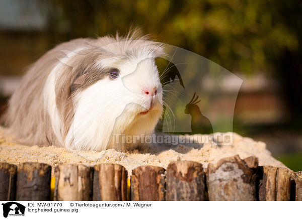 Langhaarmeerschweinchen / longhaired guinea pig / MW-01770
