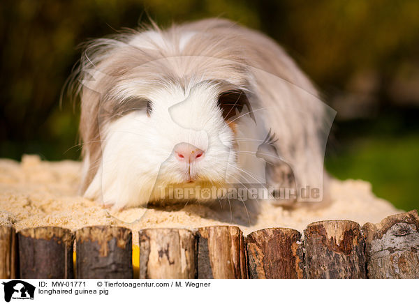 Langhaarmeerschweinchen / longhaired guinea pig / MW-01771