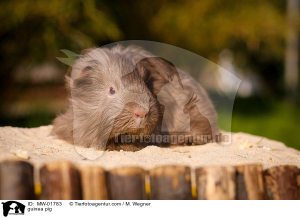 Meerschweinchen / guinea pig / MW-01783
