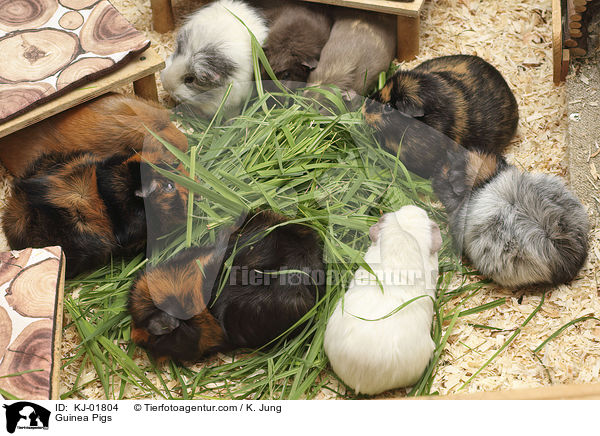 Guinea Pigs / KJ-01804