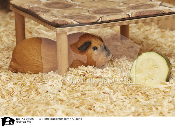 Glatthaarmeerschwein / Guinea Pig / KJ-01907