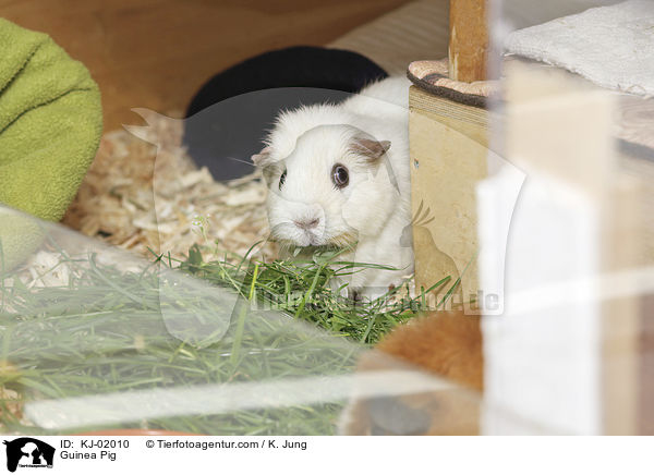 Guinea Pig / KJ-02010