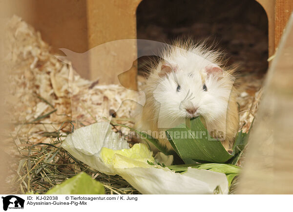 Rosettenmeerschweine-Mischlinge / Abyssinian-Guinea-Pig-Mix / KJ-02038