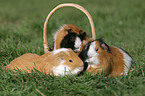 3 guinea pigs