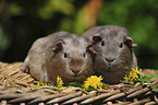 guinea pigs