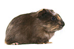 Crested guinea pig