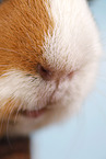 smooth-haired guinea pig