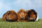 guinea pigs