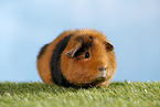 Teddy guinea pig