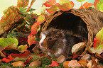 young Abyssinian guinea pig