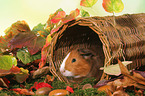 Smooth-haired Guinea Pig