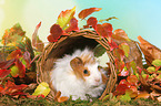 young angora guinea pig