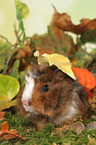 young Abyssinian guinea pig