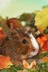 young Abyssinian guinea pig