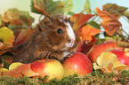 young Abyssinian guinea pig