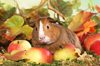 Smooth-haired Guinea Pig