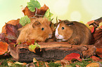 2 guinea pigs