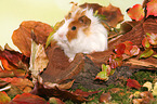 young angora guinea pig