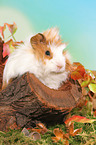 young angora guinea pig