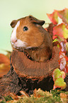 Smooth-haired Guinea Pig