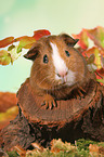 Smooth-haired Guinea Pig