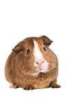 Smooth-haired Guinea Pig