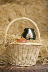 guinea pig