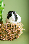 guinea pig