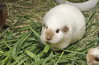 Guinea Pig