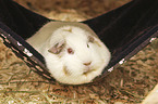 lying Guinea Pig