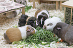 Guinea Pig