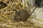 house mouse