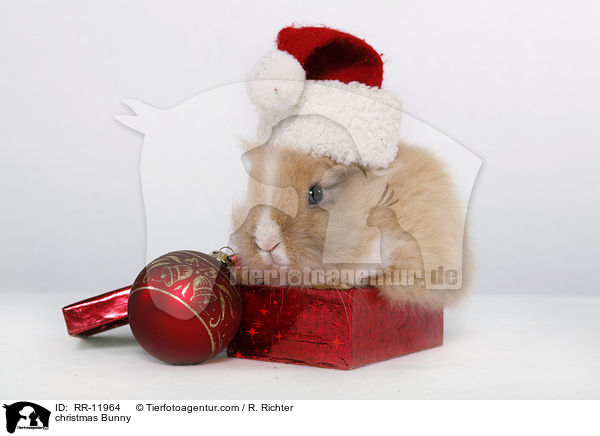 Weihnachtshase / christmas Bunny / RR-11964
