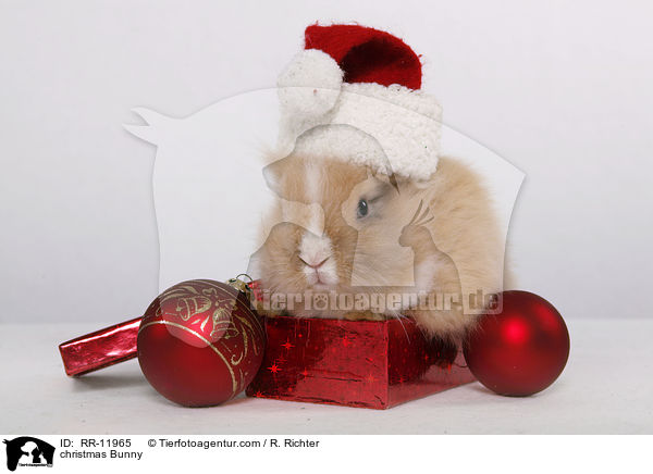 Weihnachtshase / christmas Bunny / RR-11965