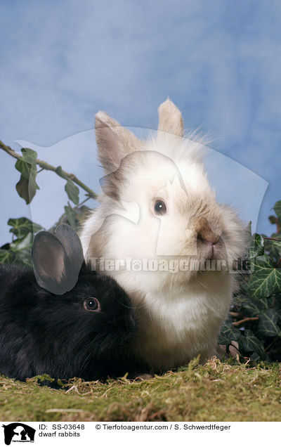 Zwergkaninchen / dwarf rabbits / SS-03648