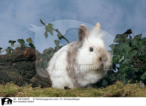 Lwenkpfchen / lion-headed rabbit / SS-03652