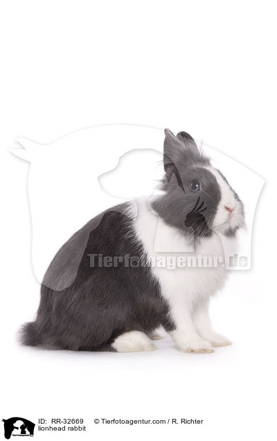 Lwenkpfchen / lionhead rabbit / RR-32669