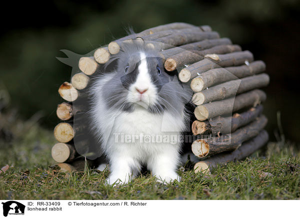 Lwenkpfchen / lionhead rabbit / RR-33409