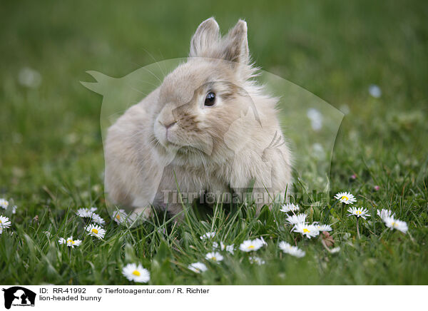 Lwenkpfchen / lion-headed bunny / RR-41992