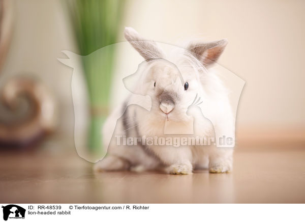 Lwenkpfchen / lion-headed rabbit / RR-48539