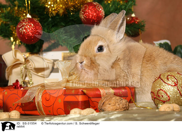 Lwenkpfchen / rabbit / SS-31554