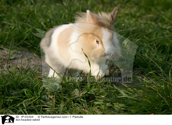 Lwenkpfchen / lion-headed rabbit / IP-03344
