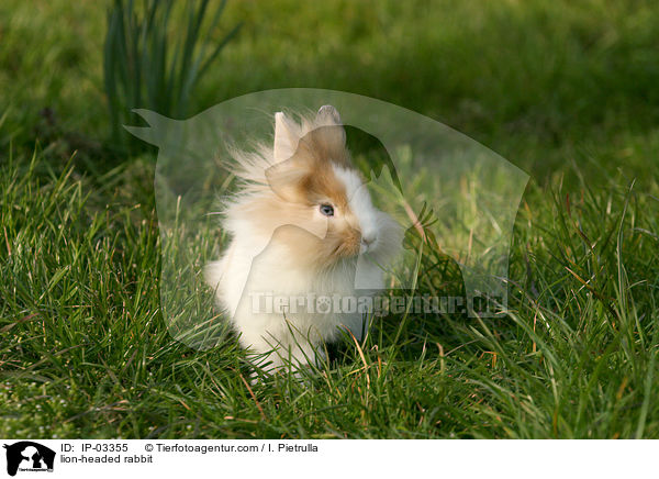 Lwenkpfchen / lion-headed rabbit / IP-03355