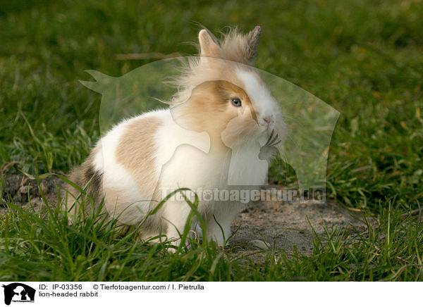 lion-headed rabbit / IP-03356