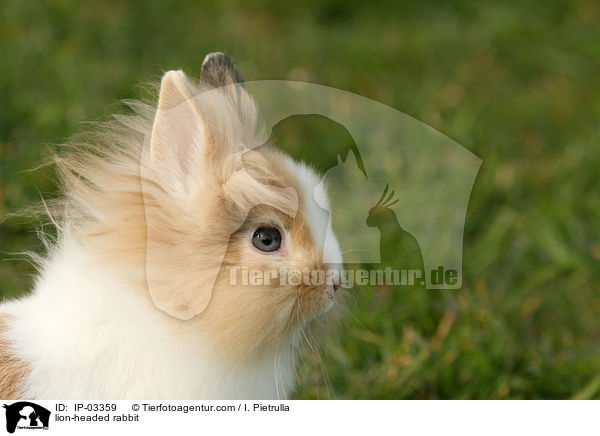Lwenkpfchen / lion-headed rabbit / IP-03359
