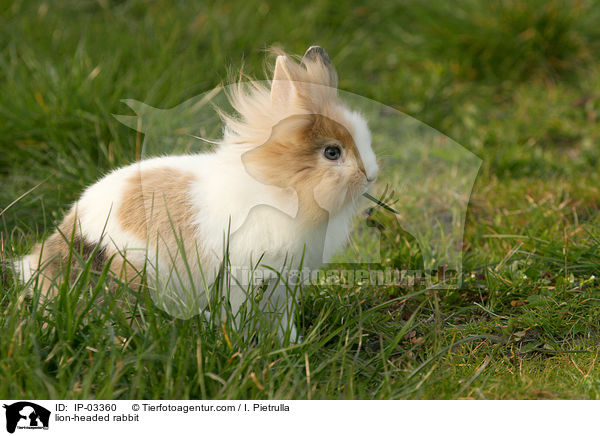 Lwenkpfchen / lion-headed rabbit / IP-03360