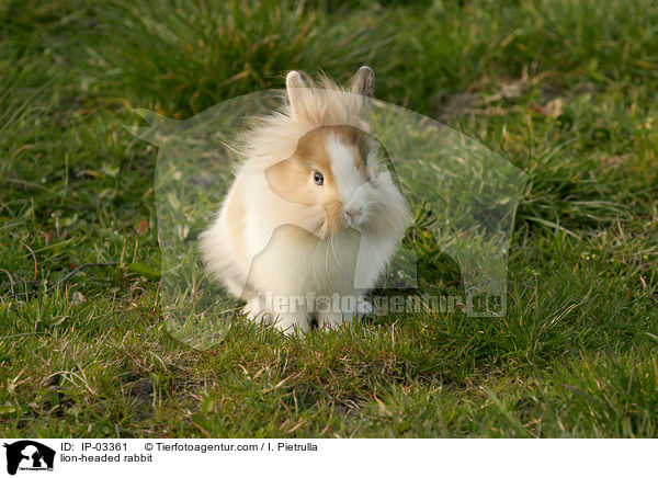 Lwenkpfchen / lion-headed rabbit / IP-03361